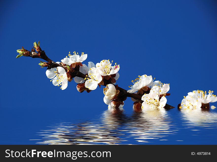 Blossoming branch of tree reflection in water