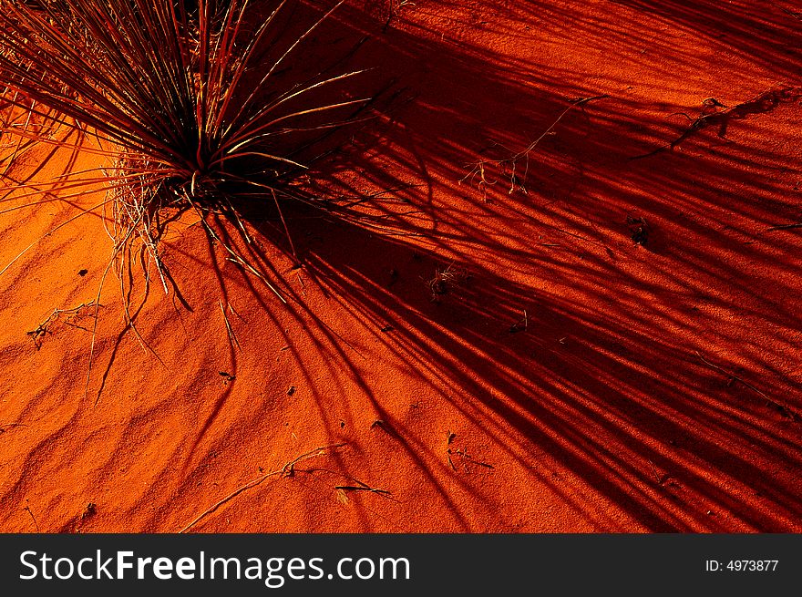 A beautiful cactus in shadow in Monument valley. A beautiful cactus in shadow in Monument valley