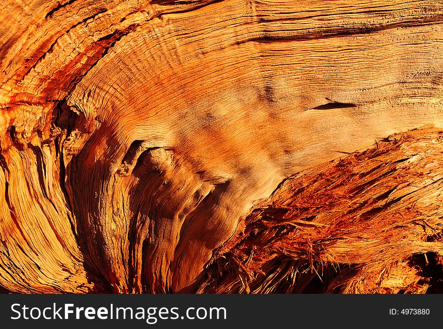 A Beautiful texture image of decaying tree stump