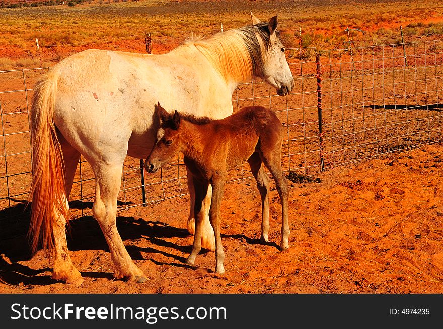 Image of a baby horse with his mother. Image of a baby horse with his mother