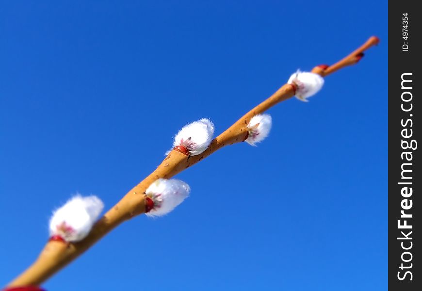 The willow blossoms in the spring on a background of the sky