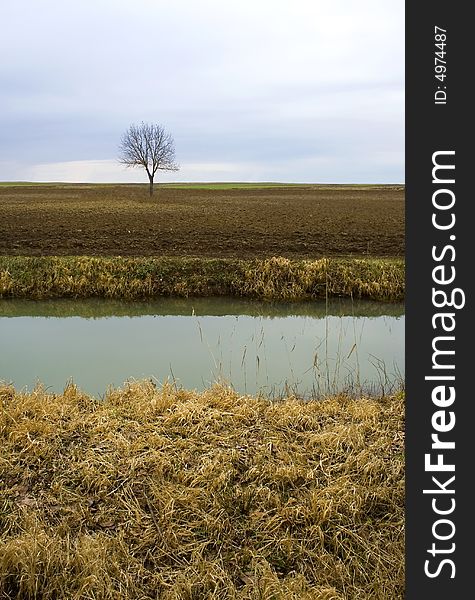 Tree on field near river during winter