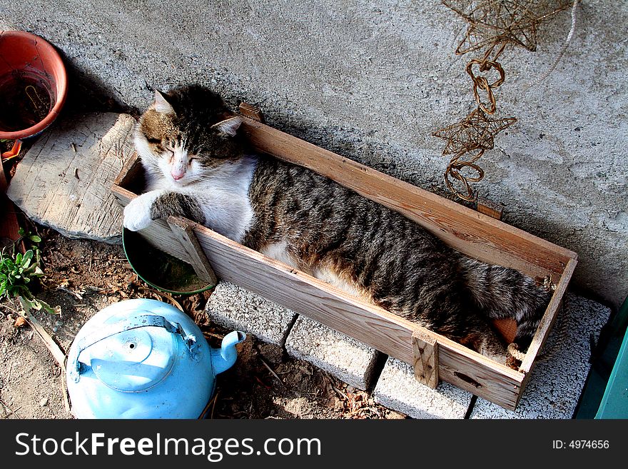 Cat inside a wooden box with teapot