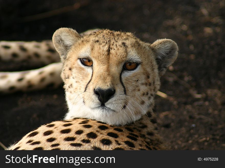 Cheetah relaxing in the sun