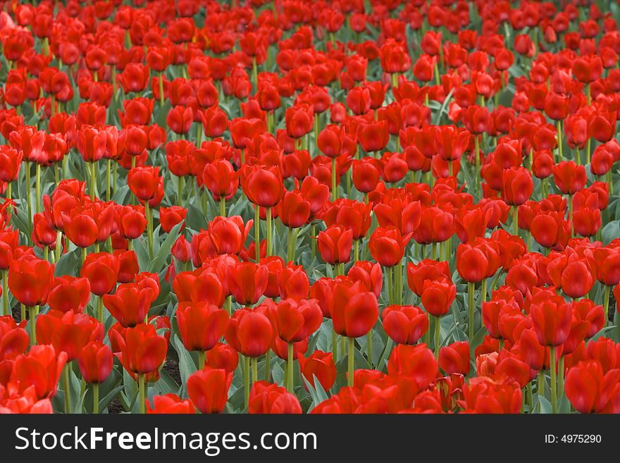 Beautiful field of red tulips-useful natural background.