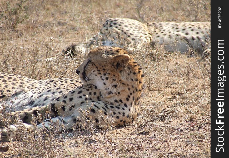 Two male cheetahs relaxing in the sun on the african savannah. Two male cheetahs relaxing in the sun on the african savannah