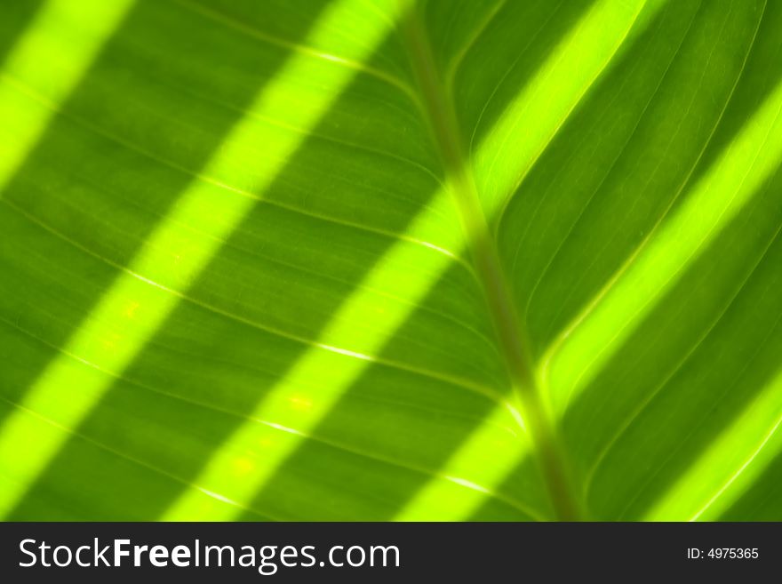 Green Leaf With Sun Stripes