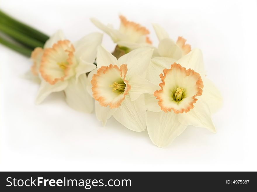 Bouquet of white narcissus