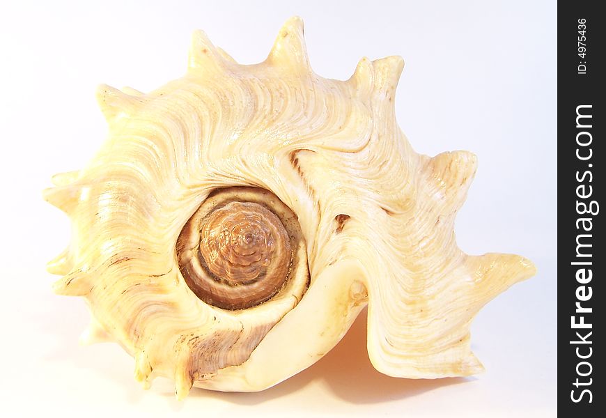 Seashell isolated with light reflection