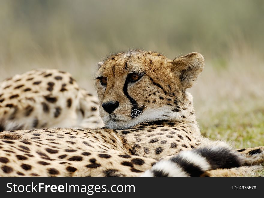 Close-up of a beautiful cheetah (Acinonyx jubatus)