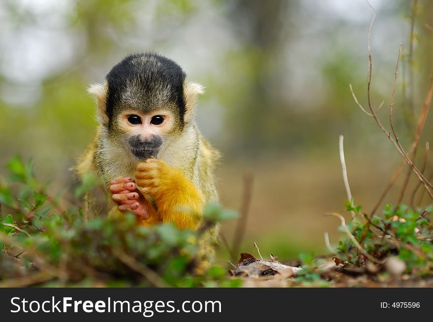 Cute squirrel monkey (Saimiri) subfamily: saimiriinae