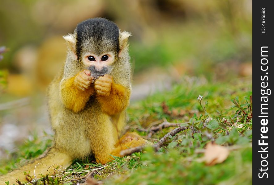 Cute squirrel monkey (Saimiri) subfamily: saimiriinae