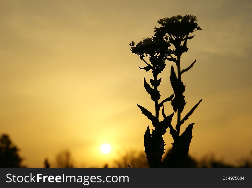 Wild flowers against a rising sun. Wild flowers against a rising sun