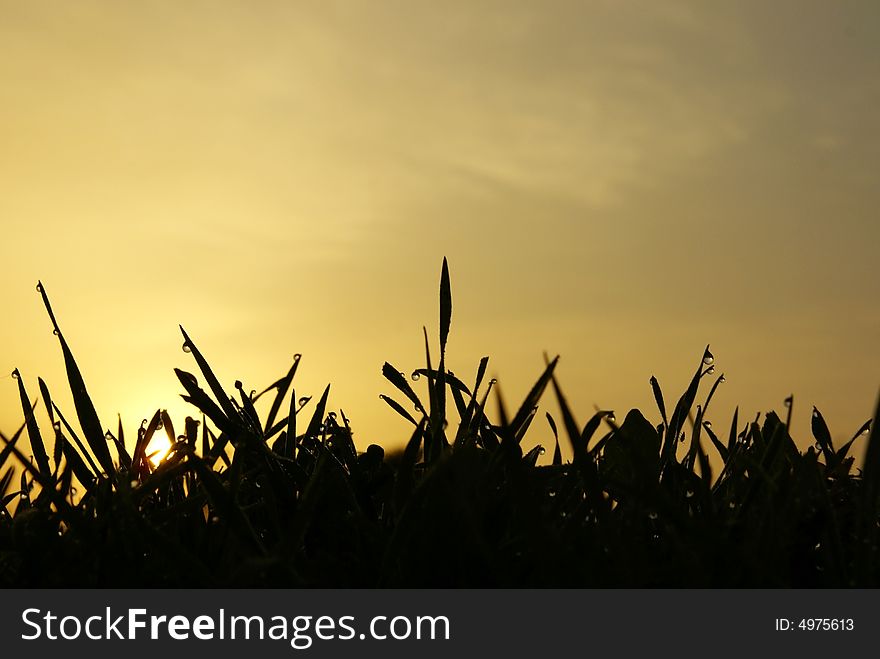 Dawn in the field