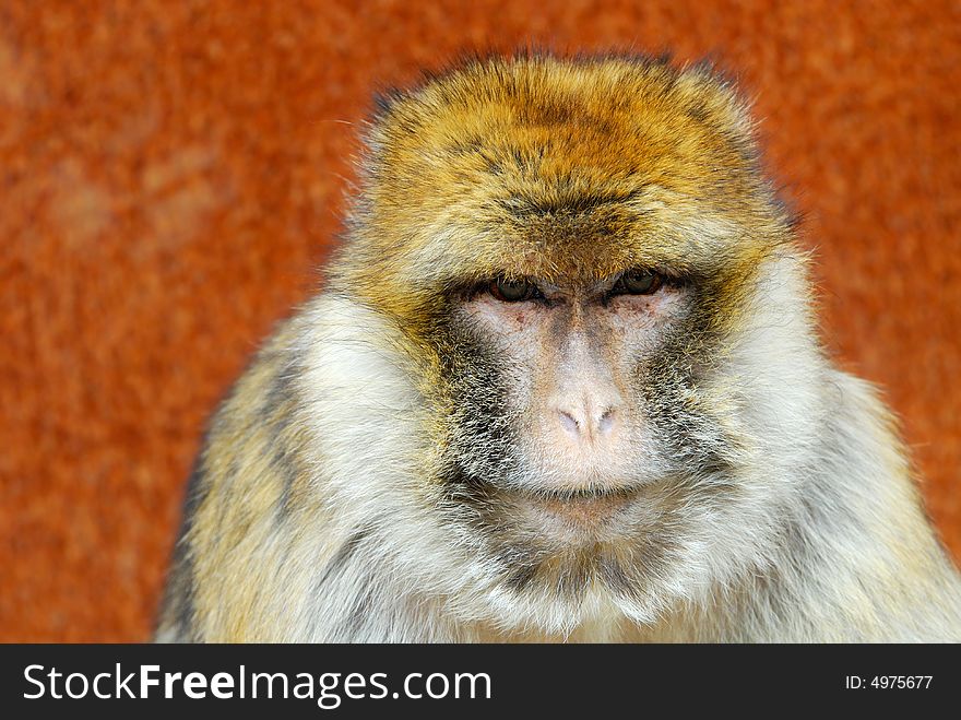 Portrait of a barbary ape