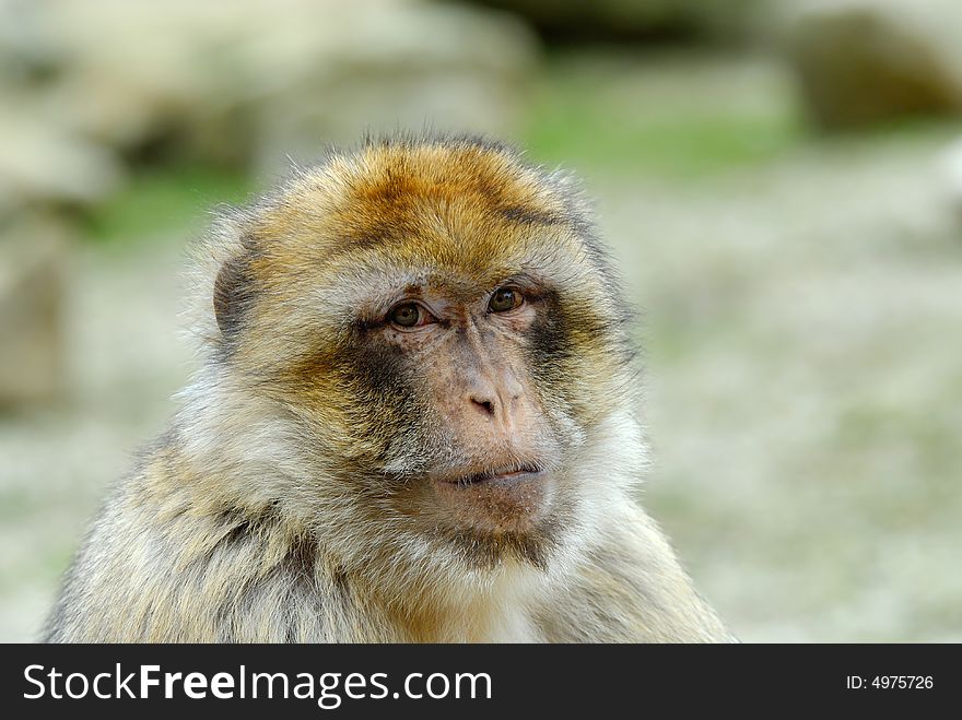 Portrait of a barbary ape