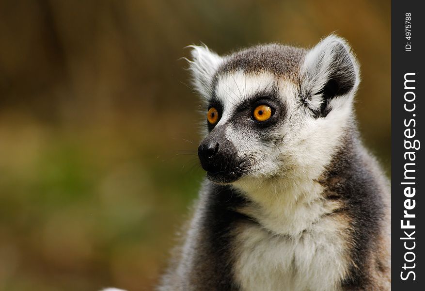 Close-up of a cute ring-tailed lemur