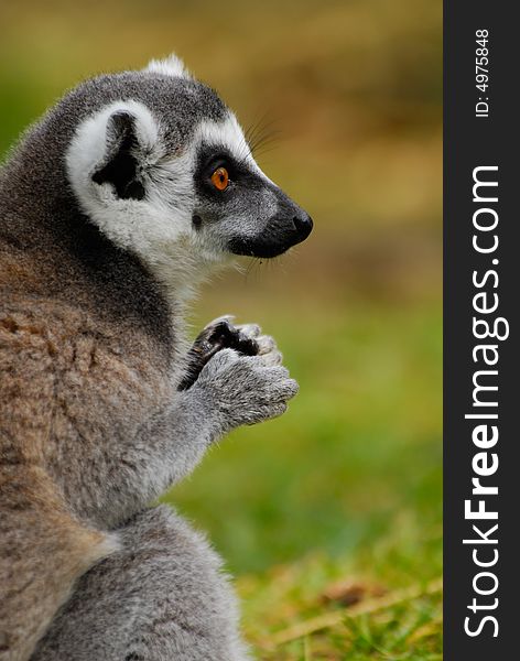 Close-up of a cute ring-tailed lemur