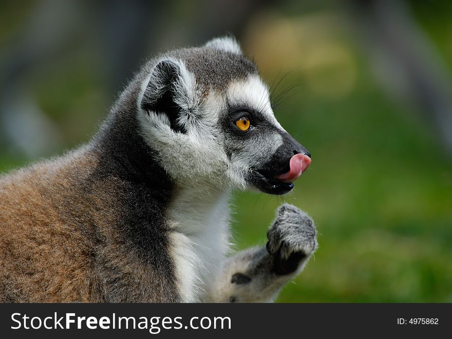 Close-up of a cute ring-tailed lemur