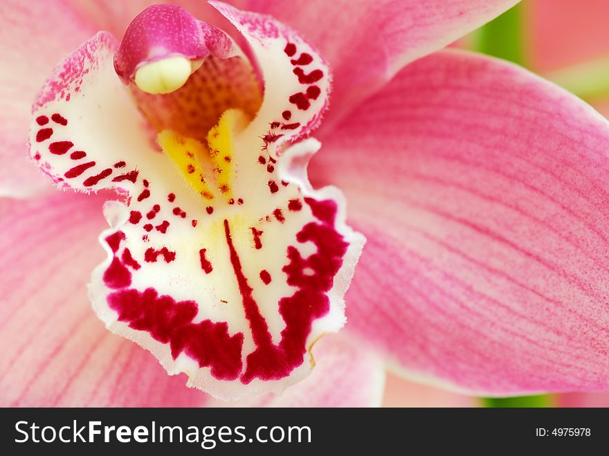 Macro shot of a colorful orchid for backgrounds