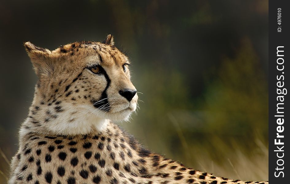 Close-up of a beautiful cheetah (Acinonyx jubatus)