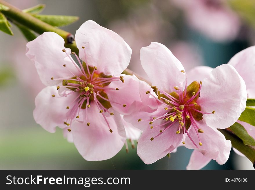 Closeup of peach blossom. Spring flowers.