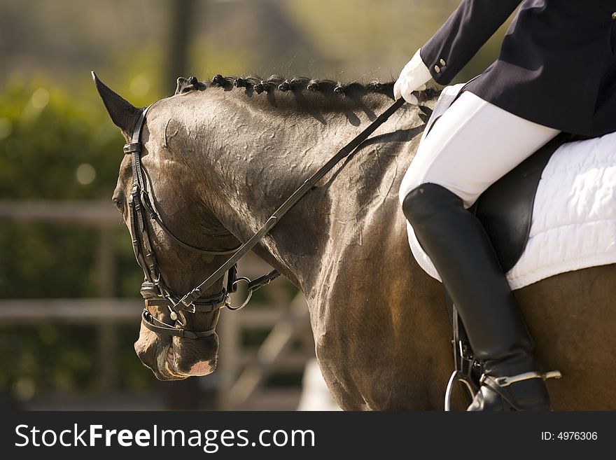 Portrait of a brown dressage horse