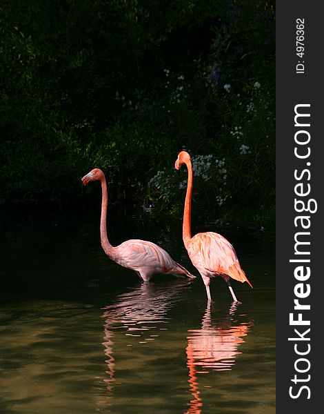 Pair of pink flamingoes in pond