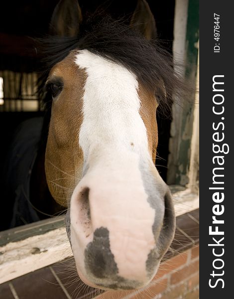 Wide angle Portrait of a brown and white dressage horse