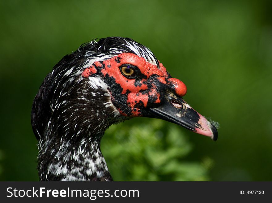 Beautifull face of a duck in a green background