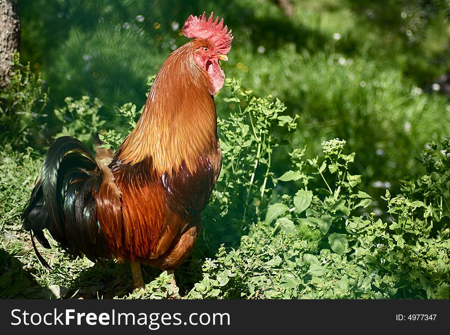 A beautiful cock in a green background