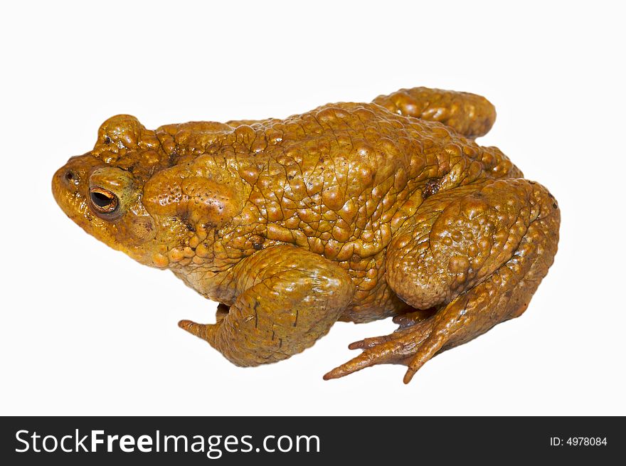 An isolated frog from above. An isolated frog from above