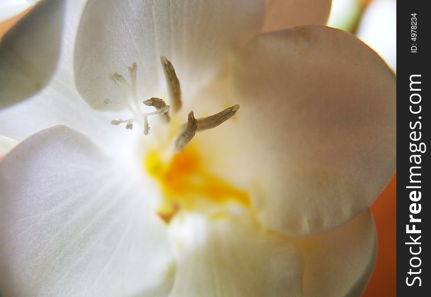 Macro of a white flower. Macro of a white flower