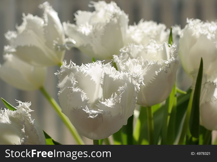 White tulips blooming in the spring sunshine