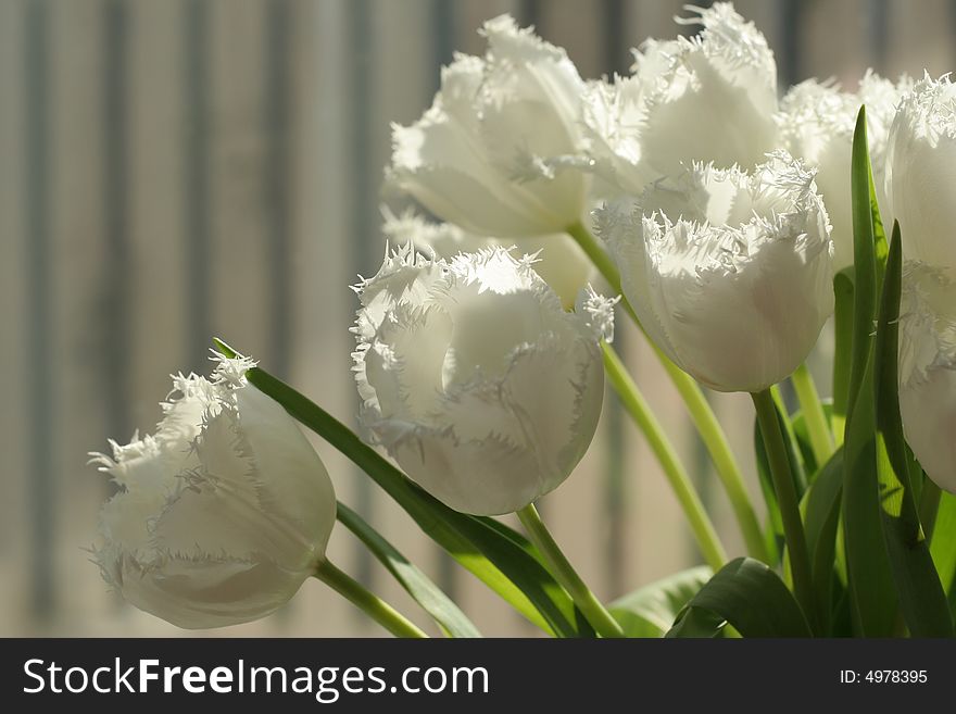 White tulips blooming in the spring sunshine