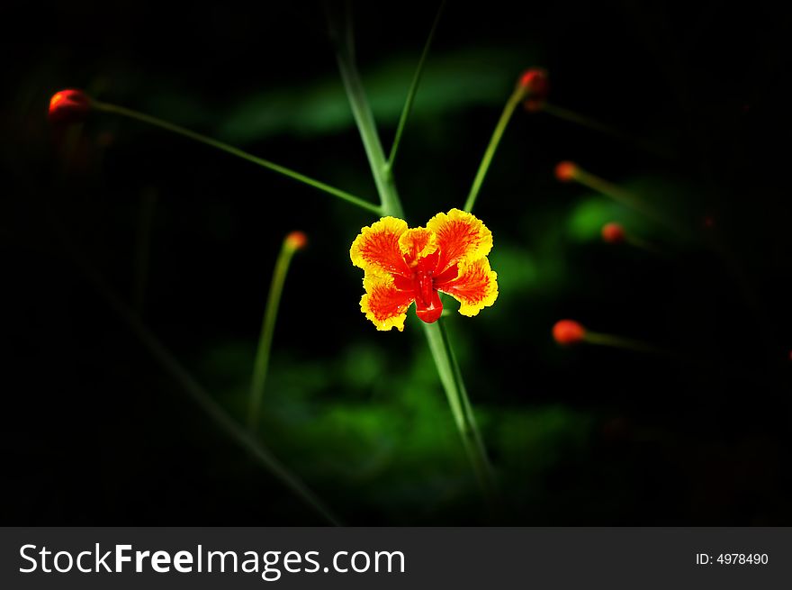 A beautiful flower in the black background