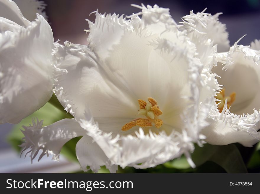 White tulips blooming in the spring sunshine