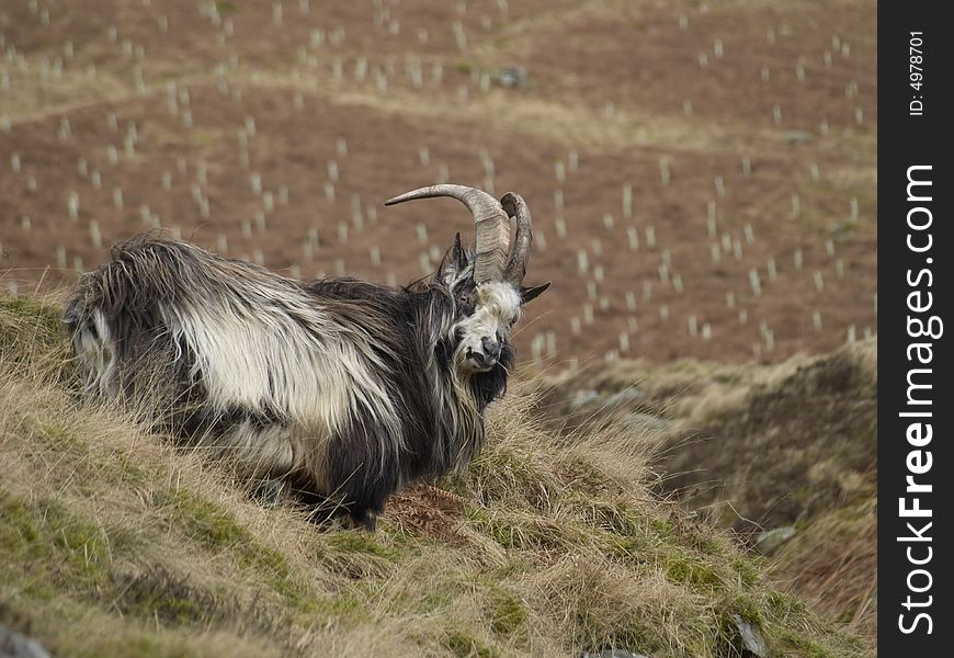 Goat on a hillside in the Borders Region of southern Scotland