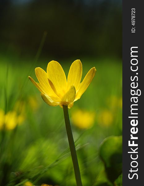 Beautiful yellow flower on the green