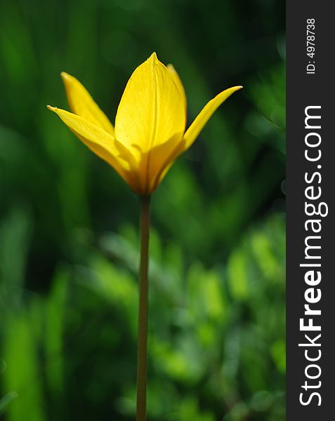 Beautiful yellow flower on the green