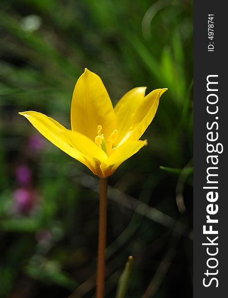 Beautiful yellow flower on the green