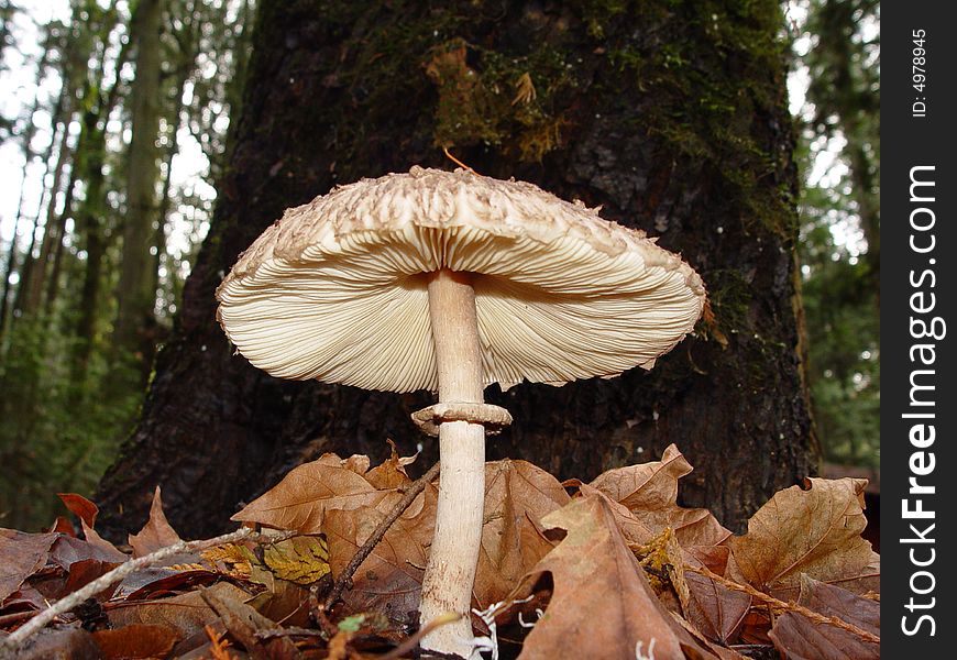 A forest mushroom in the autumn