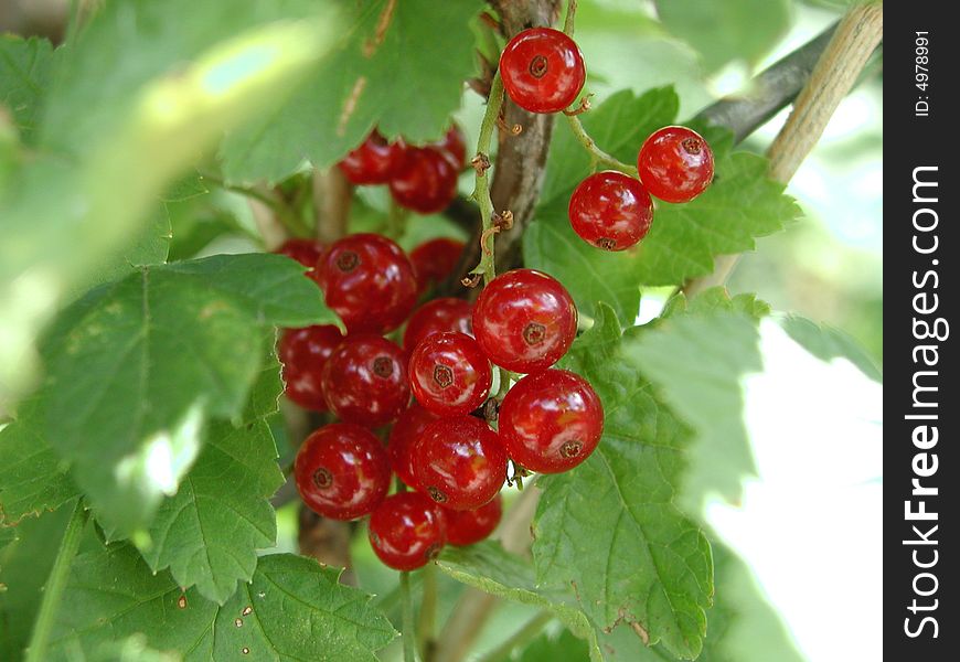 Red currant (close) on tree