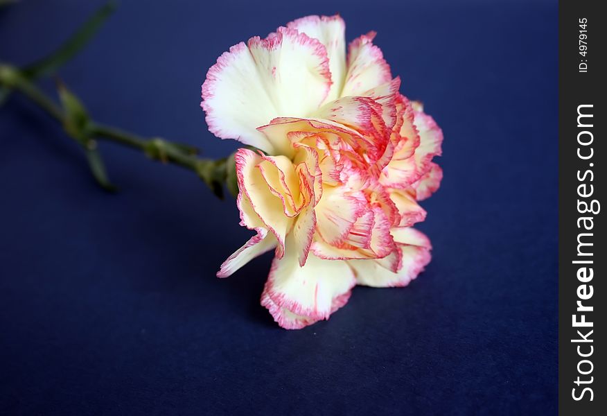 Flower Of A Carnation.