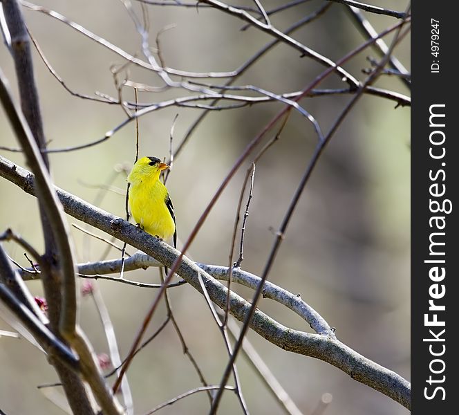 Male american goldfinch perched in a tree