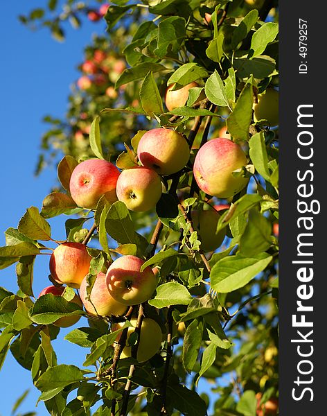 Red apples and leaves on blue sky