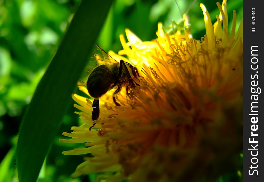 One bee on big yellow flower