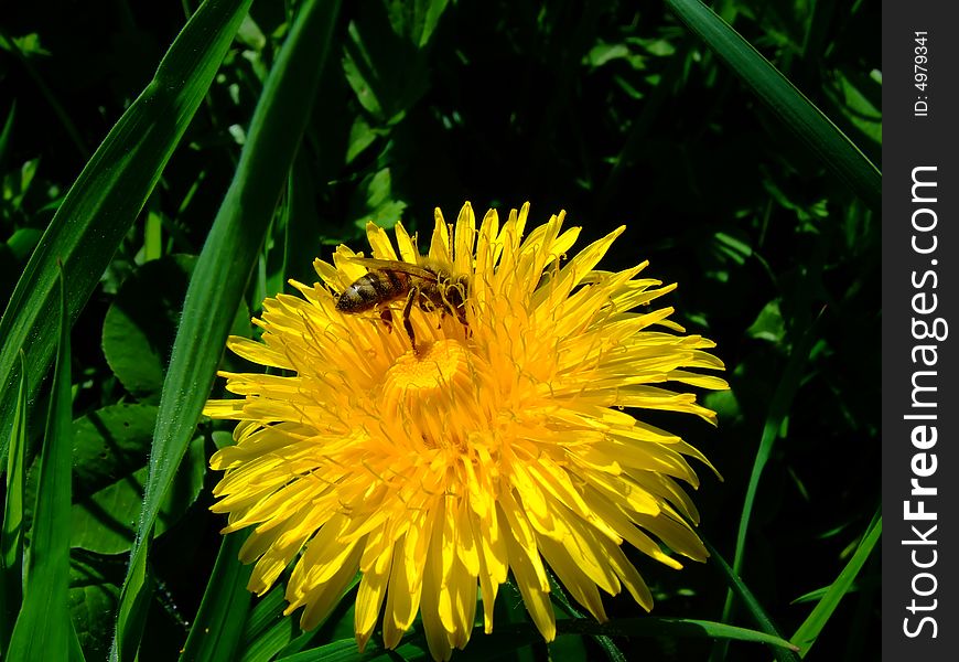 One bee on yellow flower