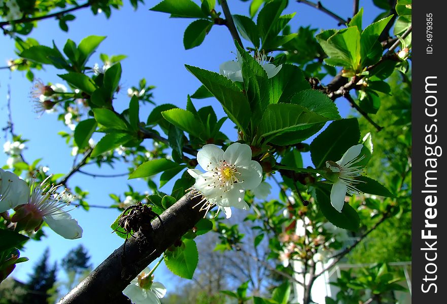 Bloom on tree in spring