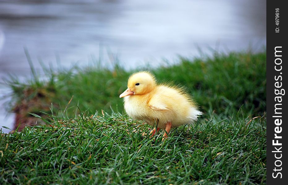 A duckling finding his way around